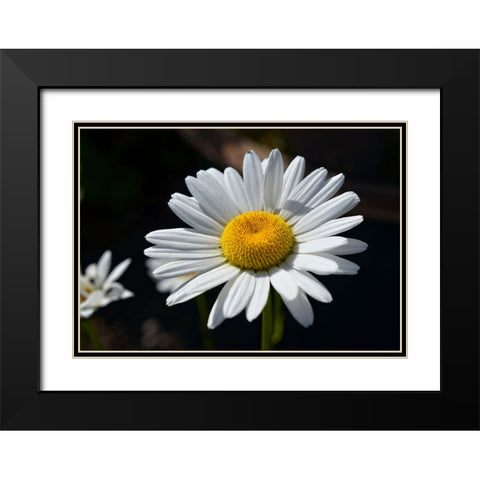 Flower 17 Black Modern Wood Framed Art Print with Double Matting by Lee, Rachel