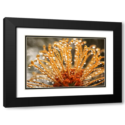 Flower 19 Black Modern Wood Framed Art Print with Double Matting by Lee, Rachel