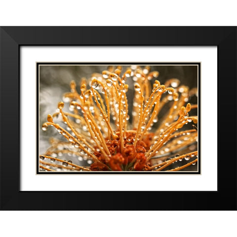 Flower 19 Black Modern Wood Framed Art Print with Double Matting by Lee, Rachel