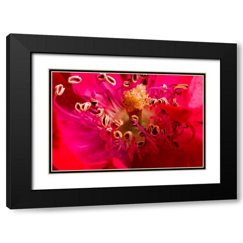 Flower 2 Black Modern Wood Framed Art Print with Double Matting by Lee, Rachel