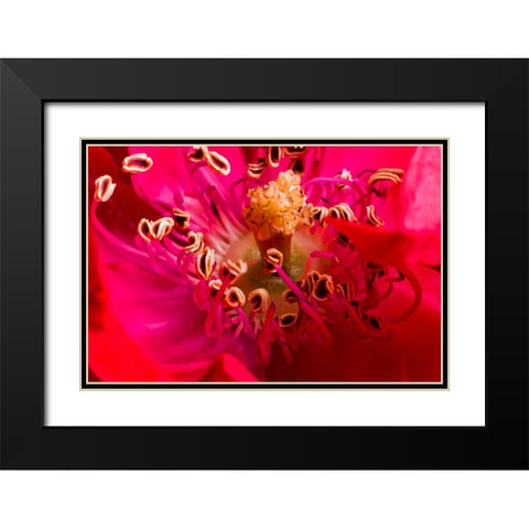 Flower 2 Black Modern Wood Framed Art Print with Double Matting by Lee, Rachel