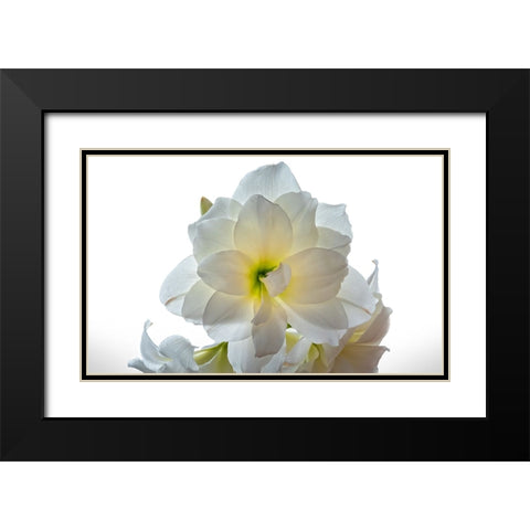 Flower 22 Black Modern Wood Framed Art Print with Double Matting by Lee, Rachel