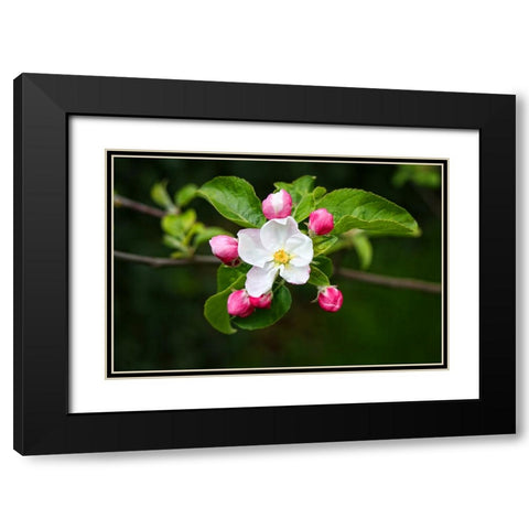 Flower 23 Black Modern Wood Framed Art Print with Double Matting by Lee, Rachel