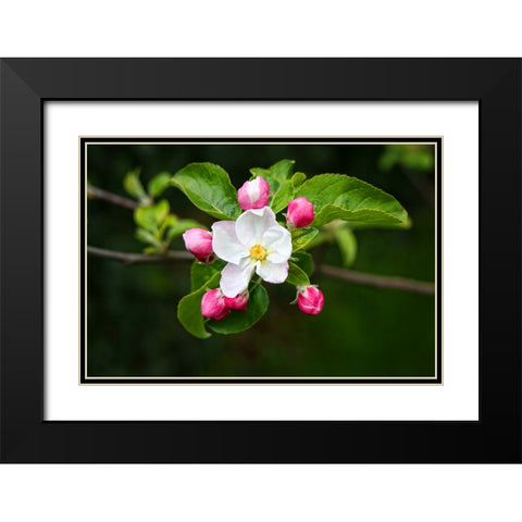 Flower 23 Black Modern Wood Framed Art Print with Double Matting by Lee, Rachel