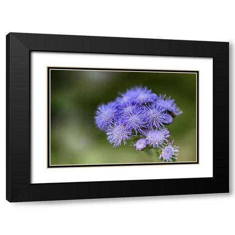 Flower 27 Black Modern Wood Framed Art Print with Double Matting by Lee, Rachel