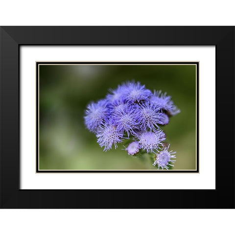 Flower 27 Black Modern Wood Framed Art Print with Double Matting by Lee, Rachel
