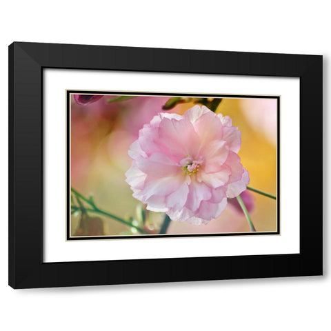 Flower 28 Black Modern Wood Framed Art Print with Double Matting by Lee, Rachel
