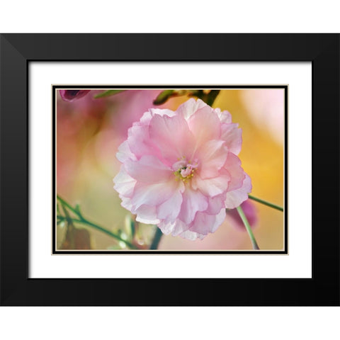 Flower 28 Black Modern Wood Framed Art Print with Double Matting by Lee, Rachel