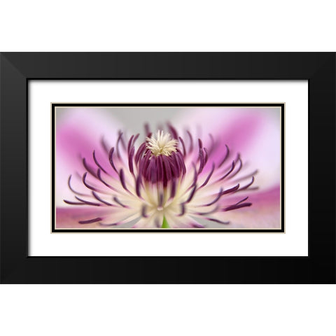 Flower 31 Black Modern Wood Framed Art Print with Double Matting by Lee, Rachel