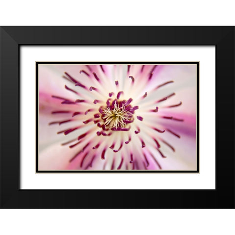 Flower 32 Black Modern Wood Framed Art Print with Double Matting by Lee, Rachel