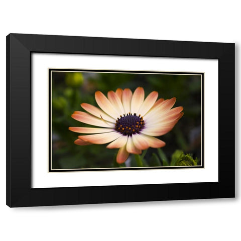 Flower 35 Black Modern Wood Framed Art Print with Double Matting by Lee, Rachel