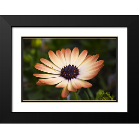 Flower 35 Black Modern Wood Framed Art Print with Double Matting by Lee, Rachel