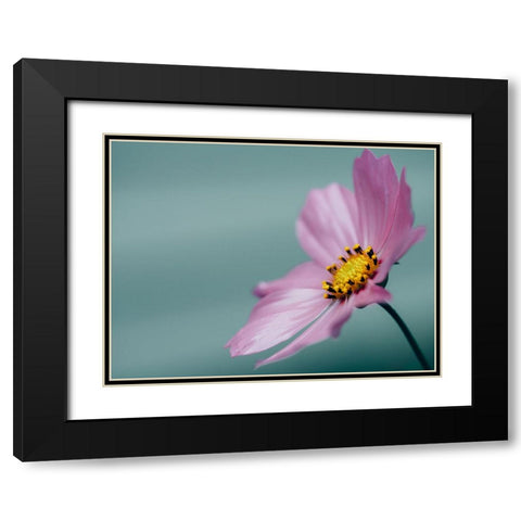Flower 36 Black Modern Wood Framed Art Print with Double Matting by Lee, Rachel
