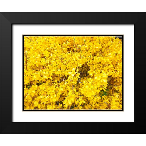 Flower 38 Black Modern Wood Framed Art Print with Double Matting by Lee, Rachel