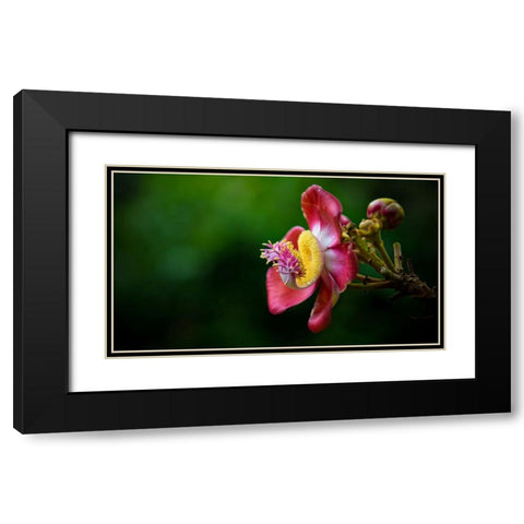Flower 5 Black Modern Wood Framed Art Print with Double Matting by Lee, Rachel