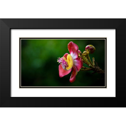 Flower 5 Black Modern Wood Framed Art Print with Double Matting by Lee, Rachel