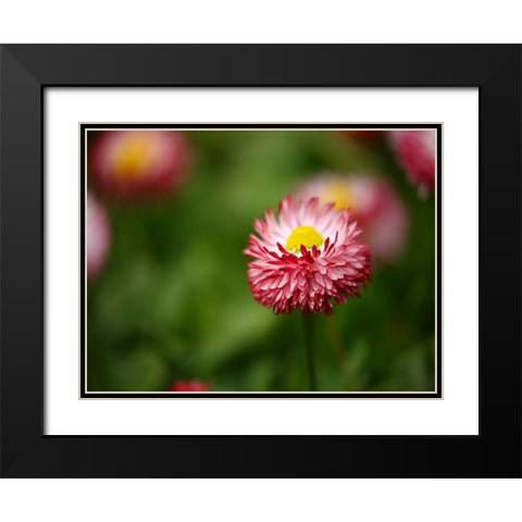 Flower 51 Black Modern Wood Framed Art Print with Double Matting by Lee, Rachel
