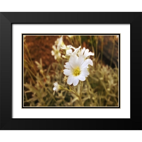 Flower 52 Black Modern Wood Framed Art Print with Double Matting by Lee, Rachel