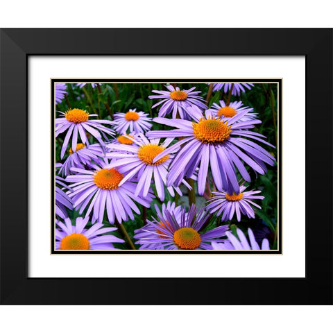 Flower 69 Black Modern Wood Framed Art Print with Double Matting by Lee, Rachel