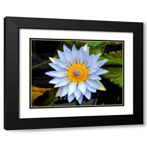 Flower 7 Black Modern Wood Framed Art Print with Double Matting by Lee, Rachel