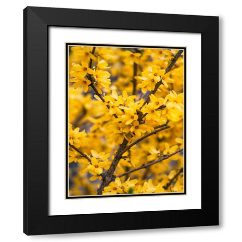 Flower 77 Black Modern Wood Framed Art Print with Double Matting by Lee, Rachel
