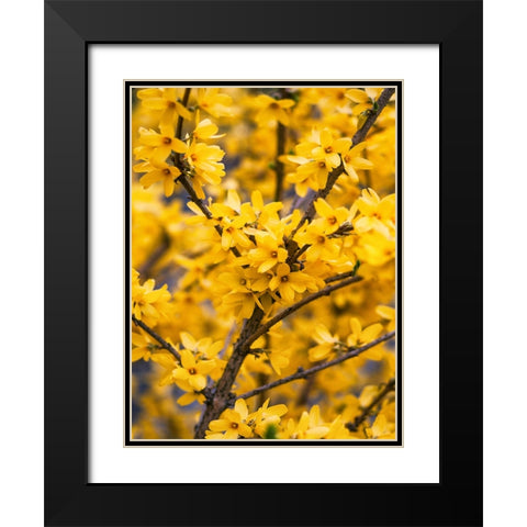 Flower 77 Black Modern Wood Framed Art Print with Double Matting by Lee, Rachel