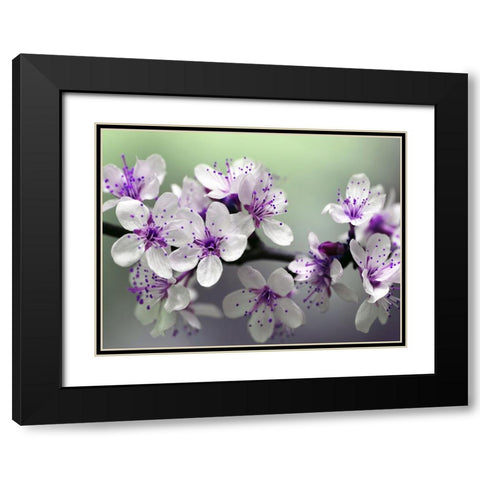 Flower 79 Black Modern Wood Framed Art Print with Double Matting by Lee, Rachel