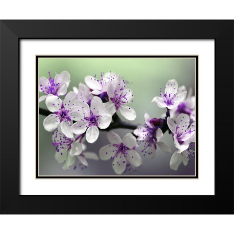 Flower 79 Black Modern Wood Framed Art Print with Double Matting by Lee, Rachel