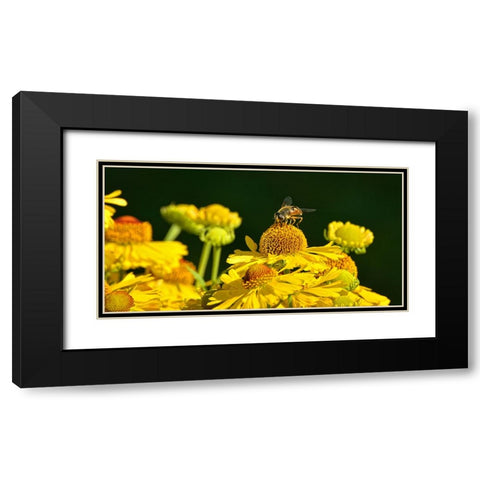 Flower Bee Black Modern Wood Framed Art Print with Double Matting by Lee, Rachel