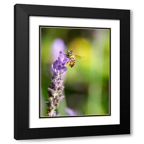 Flower Bee 2 Black Modern Wood Framed Art Print with Double Matting by Lee, Rachel