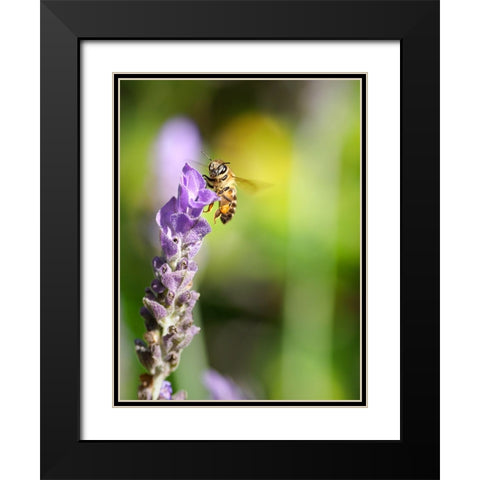Flower Bee 2 Black Modern Wood Framed Art Print with Double Matting by Lee, Rachel