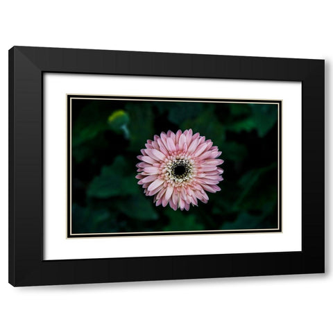 Flower Carnation Black Modern Wood Framed Art Print with Double Matting by Lee, Rachel