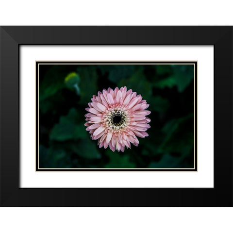 Flower Carnation Black Modern Wood Framed Art Print with Double Matting by Lee, Rachel