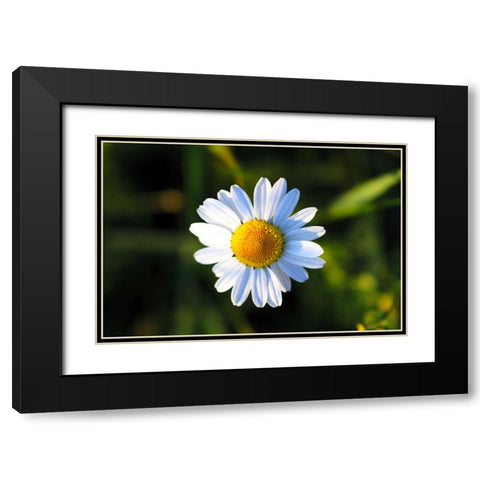Flower Daisy Black Modern Wood Framed Art Print with Double Matting by Lee, Rachel