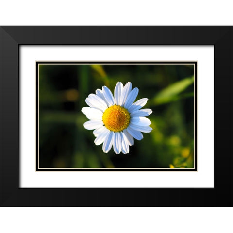Flower Daisy Black Modern Wood Framed Art Print with Double Matting by Lee, Rachel