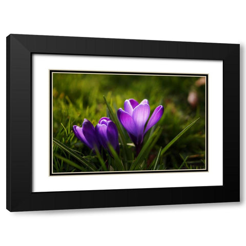 Flower Lilac Black Modern Wood Framed Art Print with Double Matting by Lee, Rachel