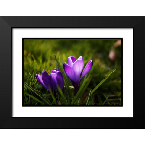 Flower Lilac Black Modern Wood Framed Art Print with Double Matting by Lee, Rachel