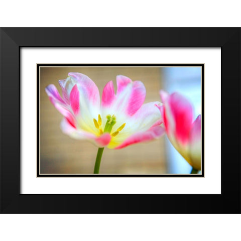 Flower Pink Black Modern Wood Framed Art Print with Double Matting by Lee, Rachel