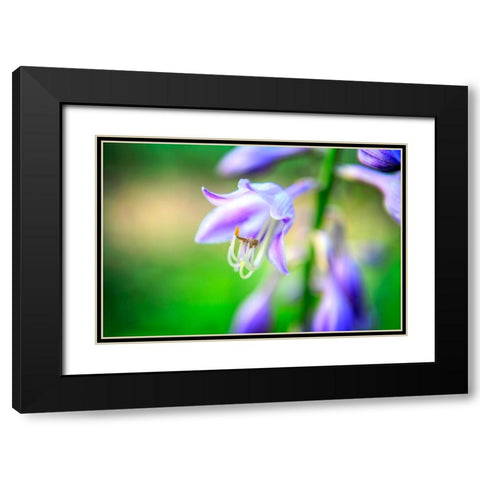 Flower Purple Black Modern Wood Framed Art Print with Double Matting by Lee, Rachel