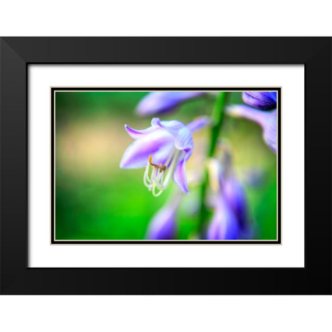 Flower Purple Black Modern Wood Framed Art Print with Double Matting by Lee, Rachel