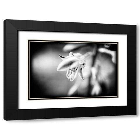 Flower Purple BW Holga Black Modern Wood Framed Art Print with Double Matting by Lee, Rachel