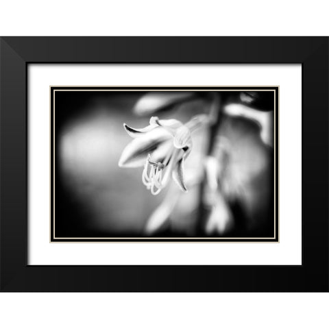 Flower Purple BW Holga Black Modern Wood Framed Art Print with Double Matting by Lee, Rachel