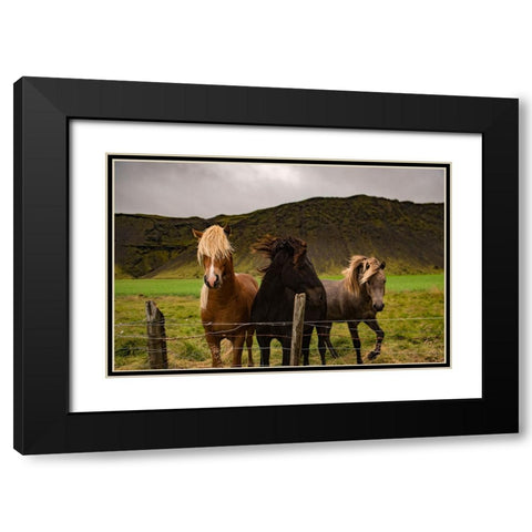 Horse 2 Black Modern Wood Framed Art Print with Double Matting by Lee, Rachel