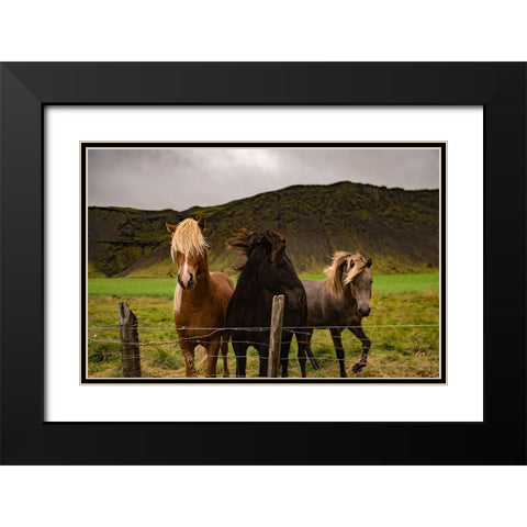 Horse 2 Black Modern Wood Framed Art Print with Double Matting by Lee, Rachel