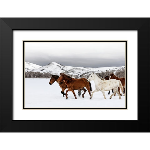 Horse 9 Black Modern Wood Framed Art Print with Double Matting by Lee, Rachel