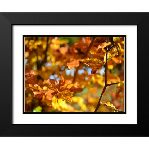 Leaves 15 Black Modern Wood Framed Art Print with Double Matting by Lee, Rachel
