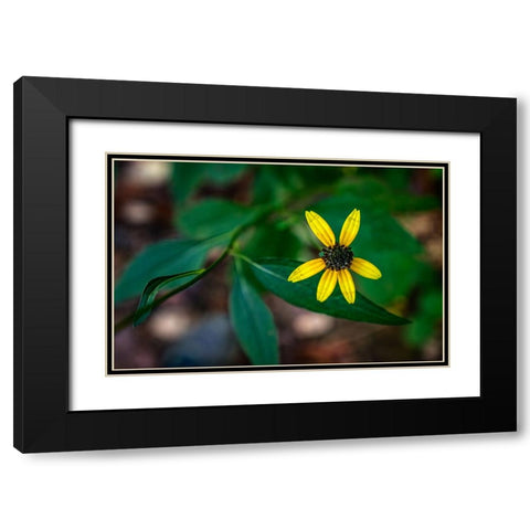 Pocket Wilderness 5 Black Modern Wood Framed Art Print with Double Matting by Lee, Rachel