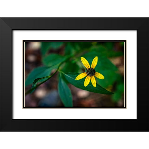 Pocket Wilderness 5 Black Modern Wood Framed Art Print with Double Matting by Lee, Rachel