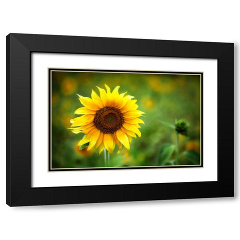 Sunflower Summer Black Modern Wood Framed Art Print with Double Matting by Lee, Rachel
