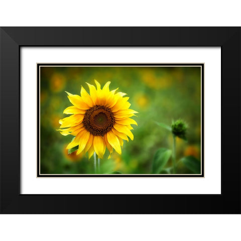 Sunflower Summer Black Modern Wood Framed Art Print with Double Matting by Lee, Rachel